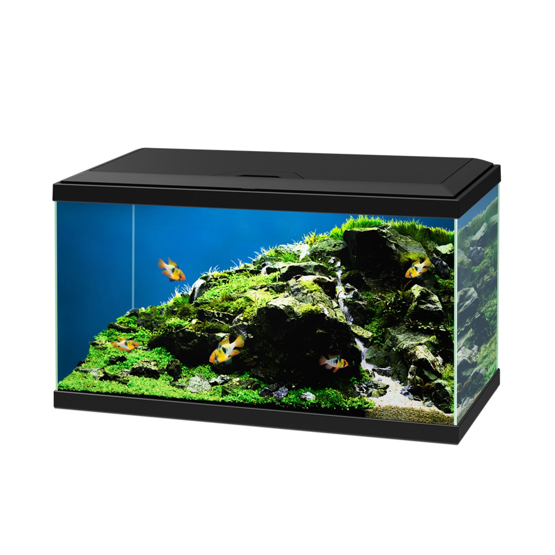 Aqua 60 Aquarium - with CBIO 150 Filter